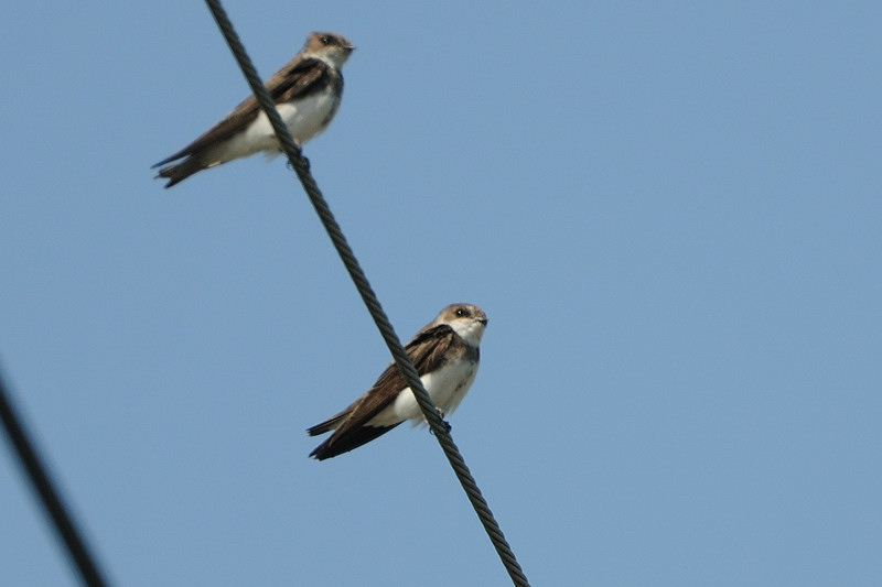 ショウドウツバメ(小洞燕)とツバメ_d0099854_21535883.jpg