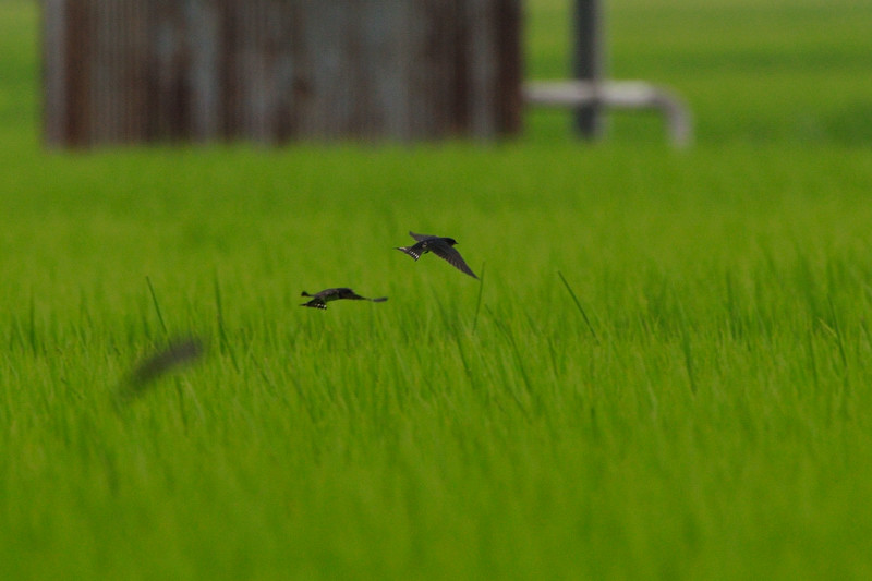 ショウドウツバメ(小洞燕)とツバメ_d0099854_223374.jpg