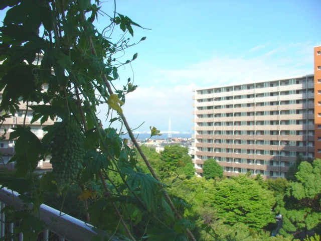 ゴーヤの愉しみ_e0074955_5454856.jpg