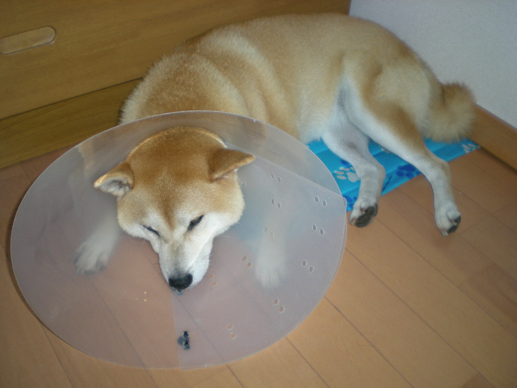 2009年8月23日(日)ヨガとワインと愛ちゃんの受難の日_f0060461_518057.jpg