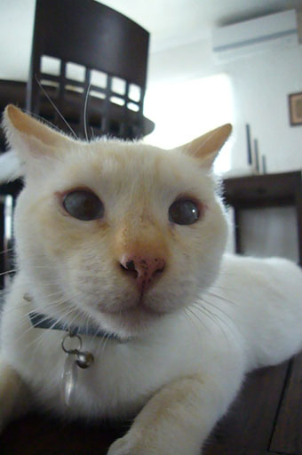 frying cats._c0153966_21493699.jpg