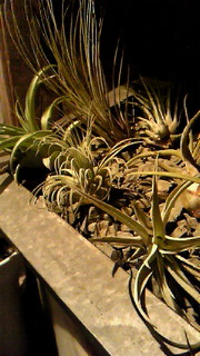 New Green Plants!_a0125667_2293041.jpg