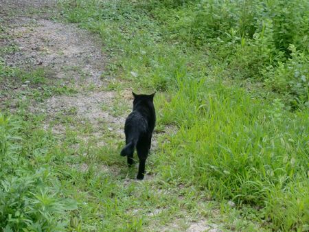 「よく似た黒猫」_e0165671_1451304.jpg