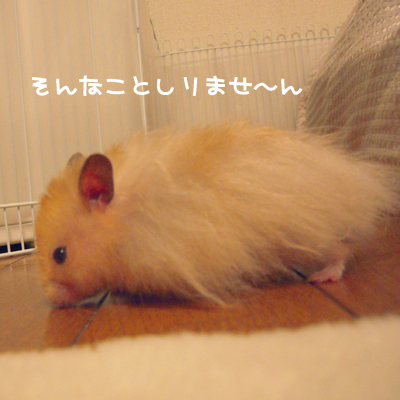 c0160473_9583520.jpg