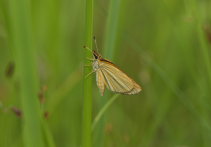 小畦川日記（2009/08/23）_f0031682_18553385.jpg