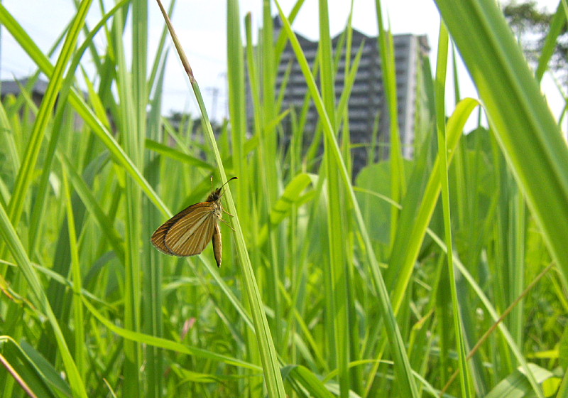 小畦川日記（2009/08/23）_f0031682_18562798.jpg