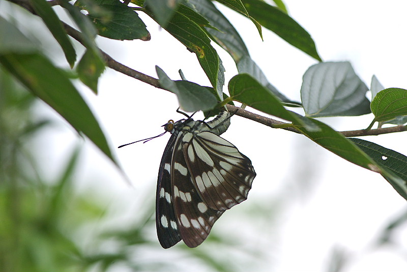 小畦川日記（2009/08/23）_f0031682_18574292.jpg