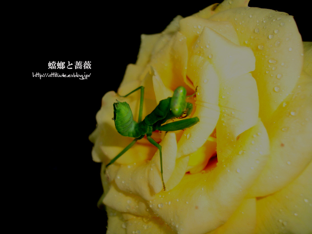 蟷螂と薔薇_b0042500_321294.jpg