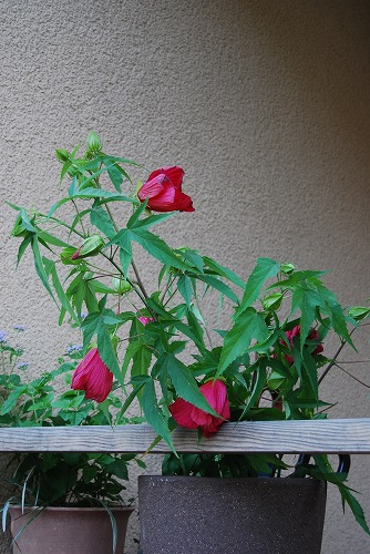c0124100_1891718.jpg