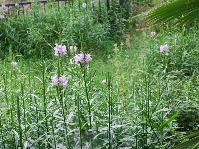 e0025300_20121423.jpg