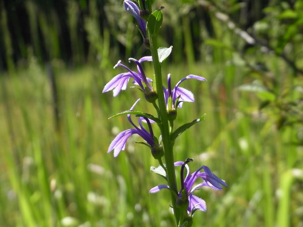 f0187402_21262025.jpg