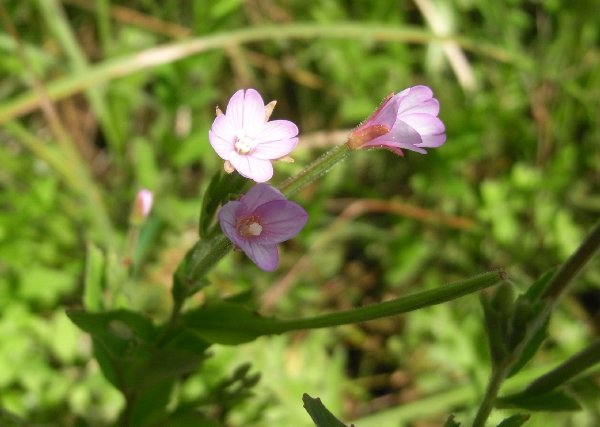 f0187402_21265551.jpg