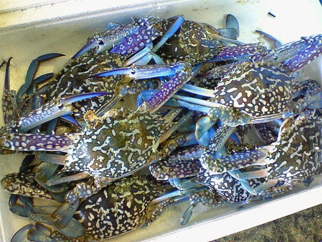 台湾ガザミ 玉島魚市場 お魚情報 台湾ガザミ 玉島魚市場 お魚情報