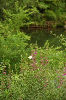 d0107204_151748.jpg