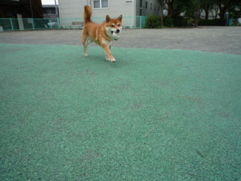 e0131506_2351573.jpg