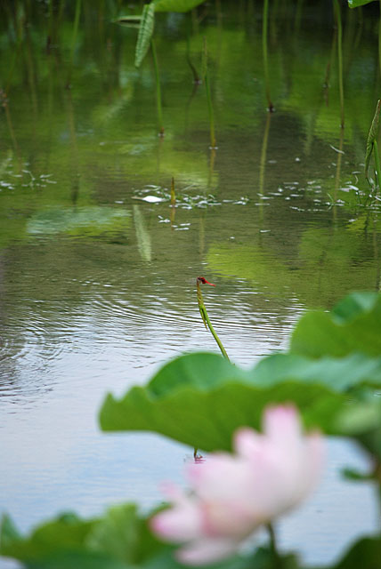 レンズの点検_b0086508_17152720.jpg