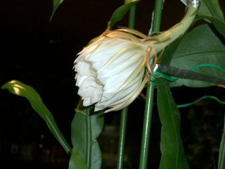 e0183208_21361698.jpg