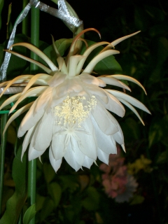 e0183208_21392224.jpg