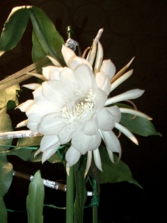 e0183208_21421332.jpg