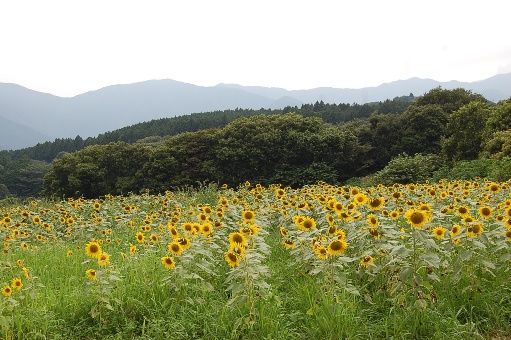 c0097309_10194918.jpg