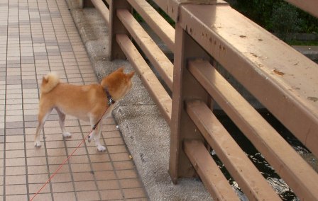 山桃ミネラルエキスで元気・・・・になれるかな_f0004309_17291874.jpg