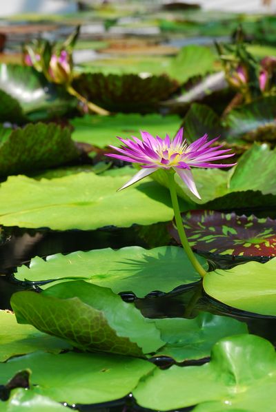 睡蓮　-　草津市立水生植物公園みずの森_a0114714_22451740.jpg