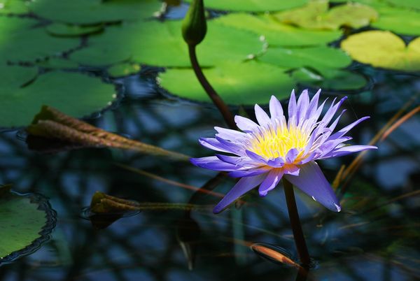 睡蓮　-　草津市立水生植物公園みずの森_a0114714_224594.jpg