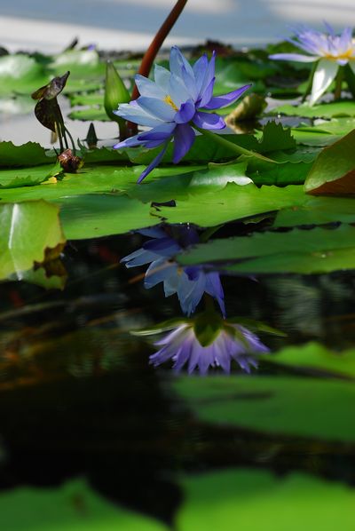 睡蓮　-　草津市立水生植物公園みずの森_a0114714_2247175.jpg