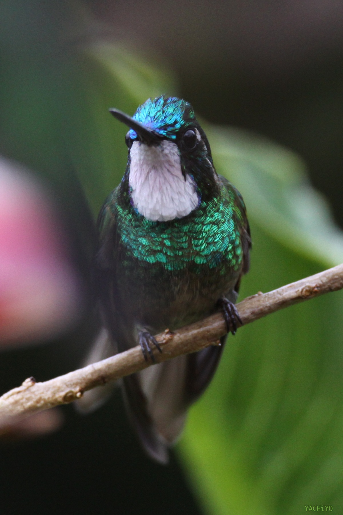 White-throated Mountain-gem_b0088514_21181156.jpg