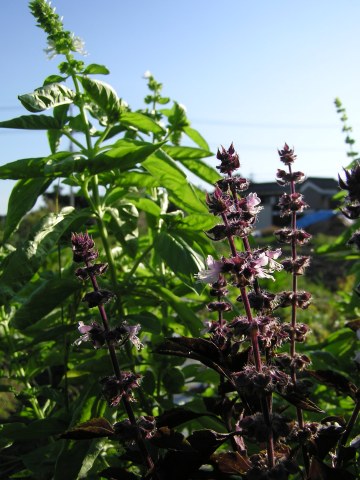 b0167815_2036670.jpg