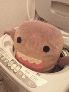 どーも 洗濯してみました 綿帽子の行方