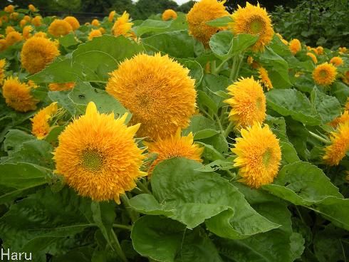 昭和記念公園 ひまわり テディベア はるの四季の彩り