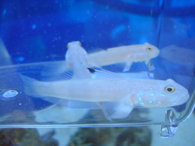海水魚・水草・日本産淡水魚_f0189122_11111412.jpg
