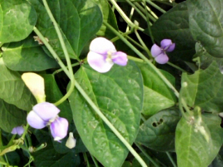 a0134323_816231.jpg