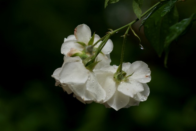 f0170524_12174062.jpg