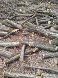 f0161535_20574740.jpg
