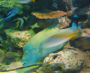 aquarium 2_f0170352_10532876.jpg