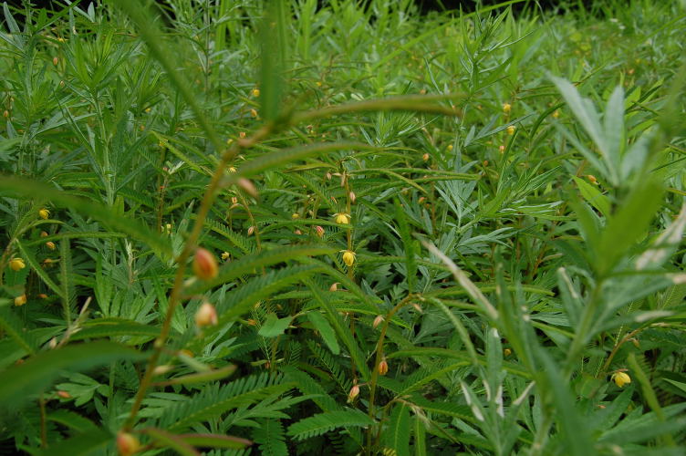 b0167762_15422913.jpg