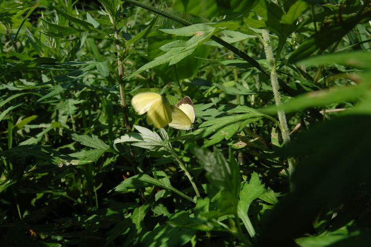 b0167762_16155147.jpg