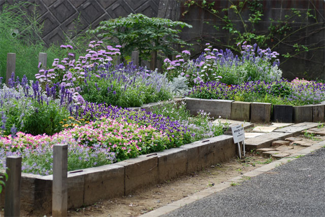 まちかど花いっぱい運動・・・花壇見学会2_c0134762_11563633.jpg