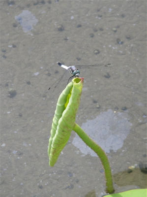 e0125762_23393915.jpg