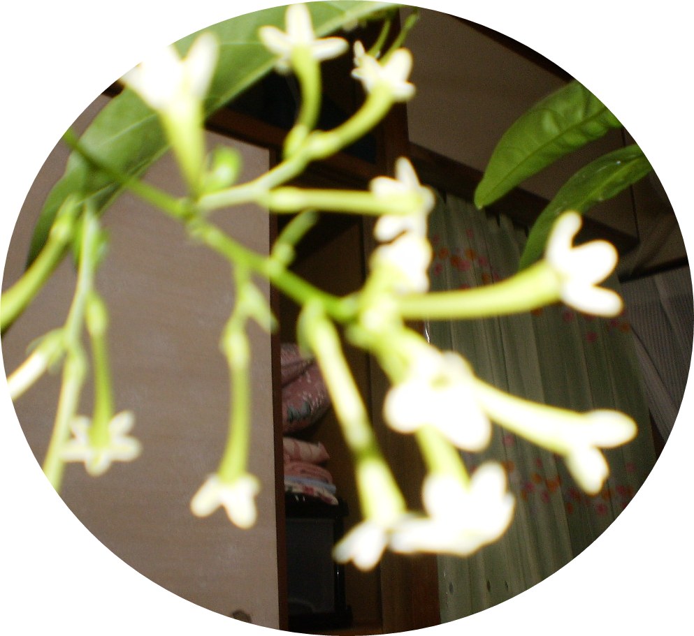e0145364_8224861.jpg