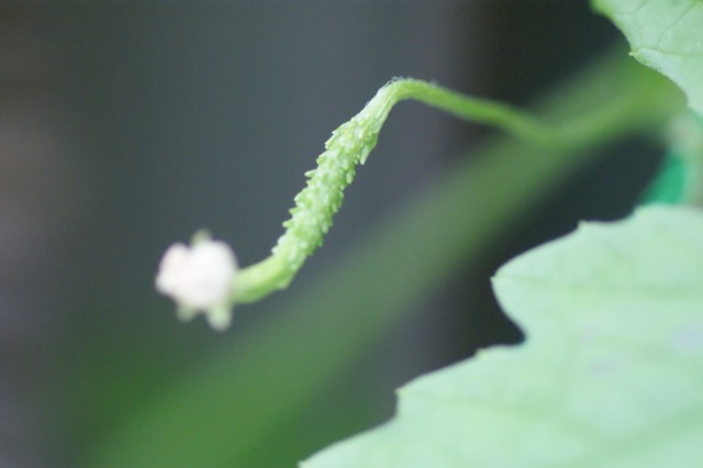 d0141365_7174990.jpg
