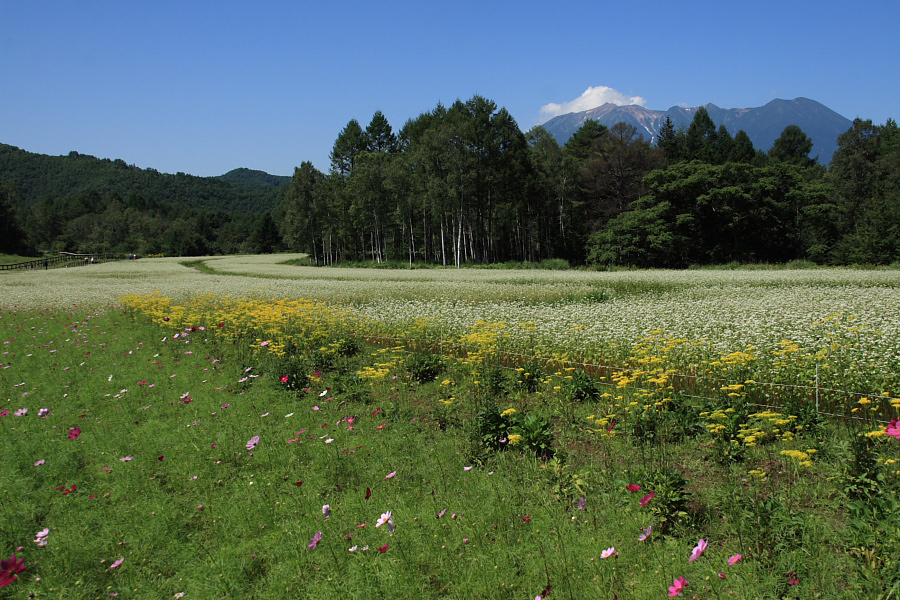 　　開田高原の夏　その１_f0129465_58313.jpg