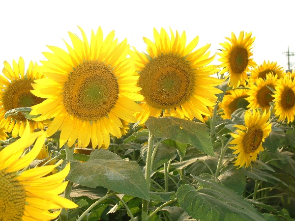 b0068572_6372456.jpg