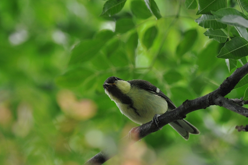 シジュウカラ三兄弟_f0053272_1052426.jpg