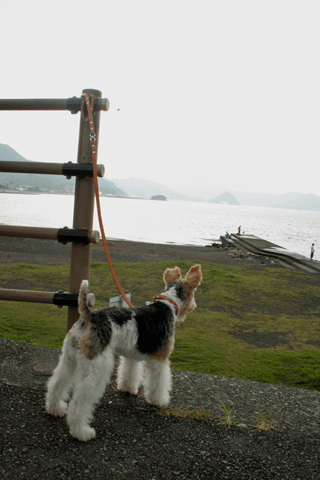 伊豆旅行②～海＆犬猫温泉_c0070377_21574045.gif