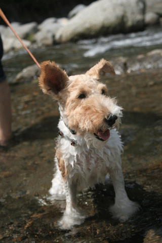 伊豆旅行②～海＆犬猫温泉_c0070377_22104371.gif