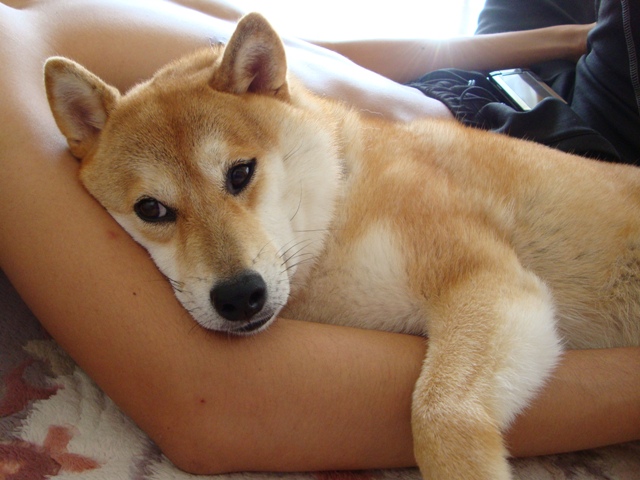 お留守番_a0126590_1384587.jpg
