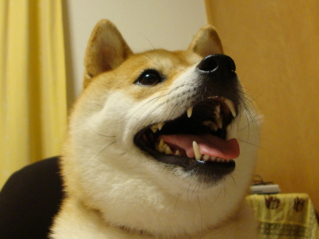 お留守番_a0126590_1405977.jpg